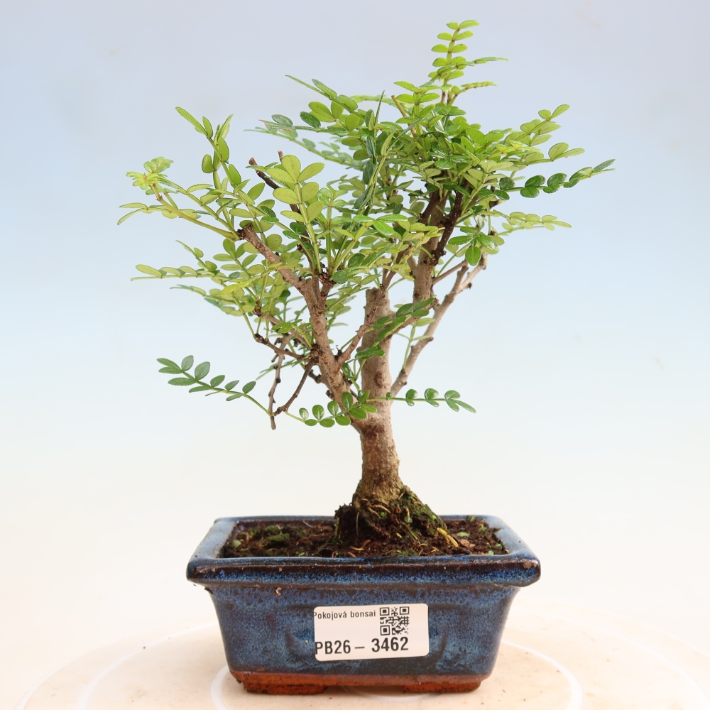 Szobai bonsai - Zantoxylum piperitum - borsfa
