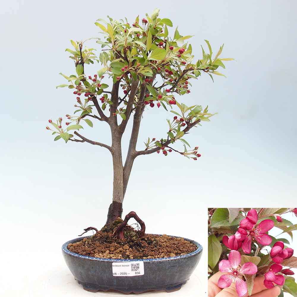 Kültéri bonsai -Malus domestica - Kis gyümölcsű piros levelű almafa