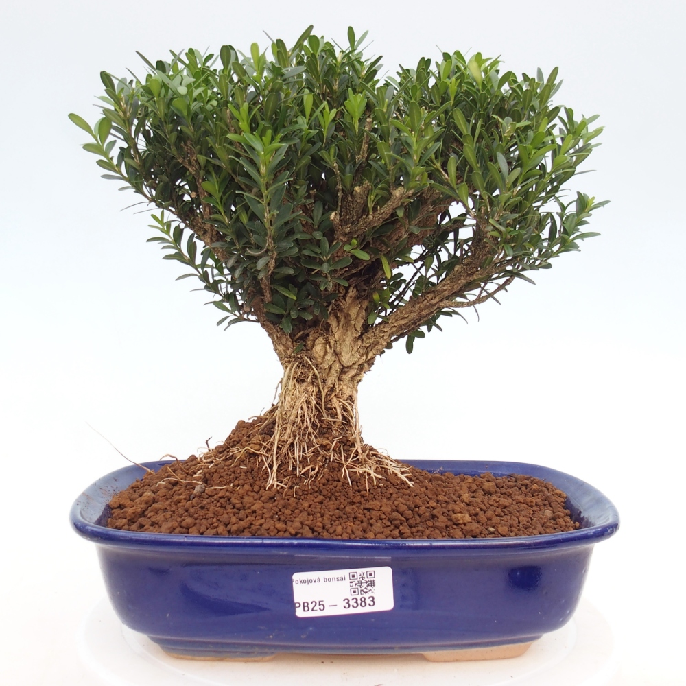 Szobai bonsai - Buxus harlandii - parafa buxus