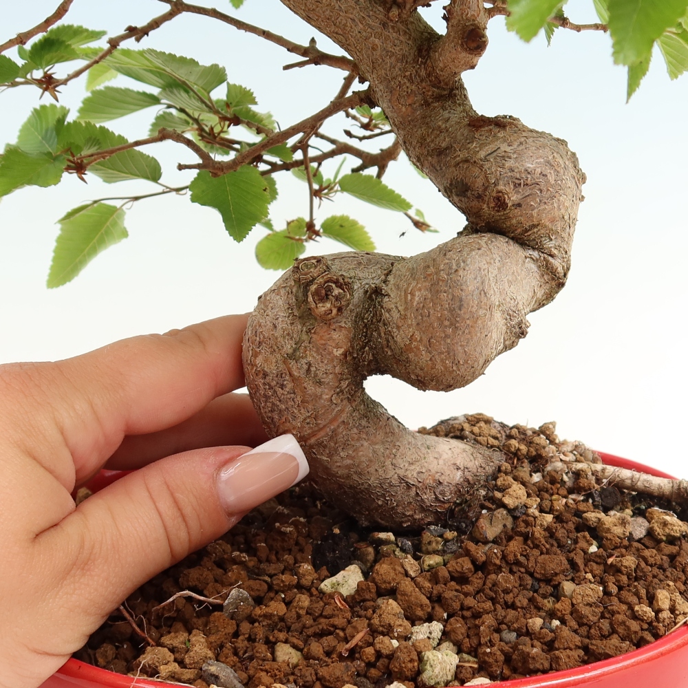 Kültéri bonsai -Carpinus Coreana - Koreai gyertyánfa