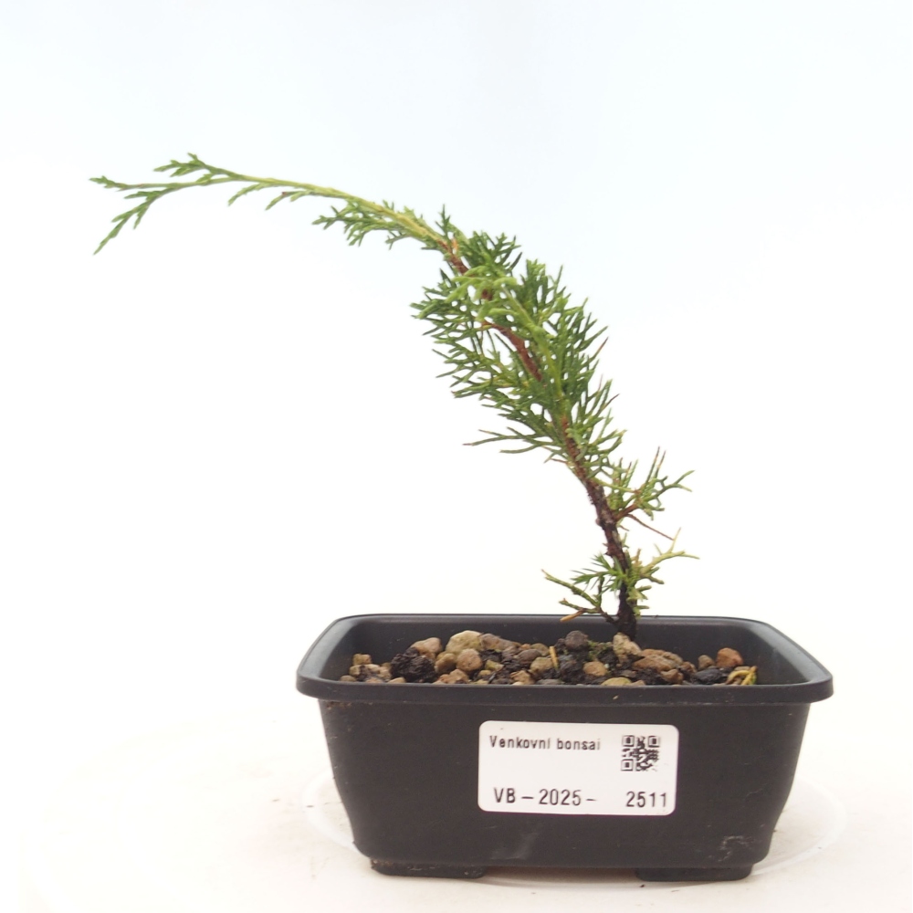 Kültéri bonsai - Juniperus chinensis Itoigawa