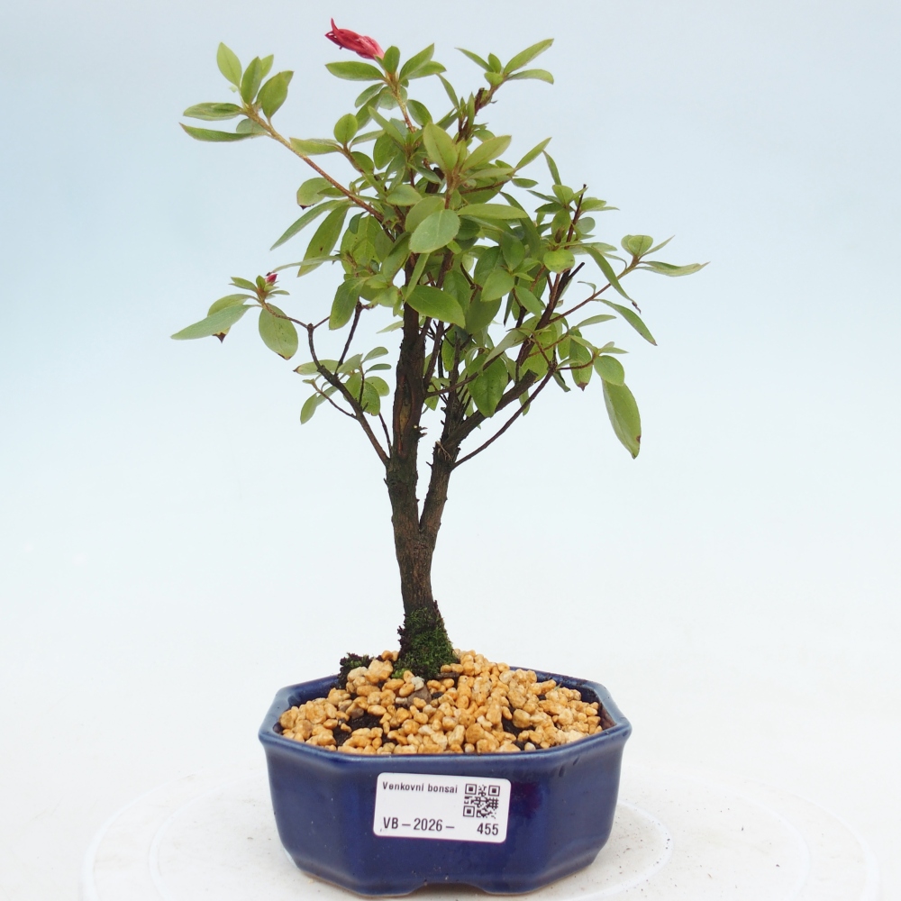 Kültéri bonsai - japán azálea - Azalea sp.