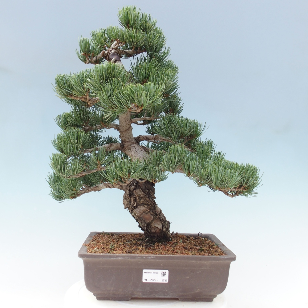 Kültéri bonsai - Pinus parviflora - Pinus parviflora
