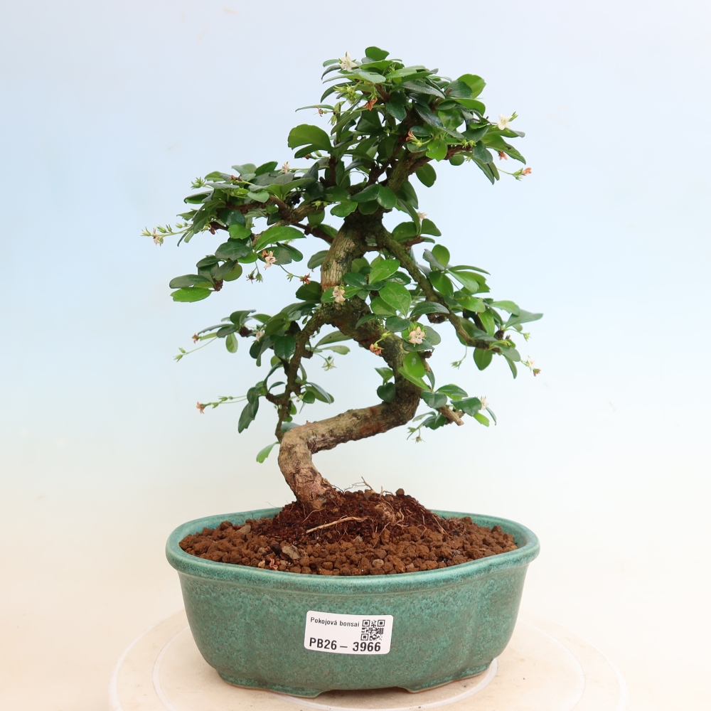 Szobai bonsai - Carmona macrophylla - Tea fuki