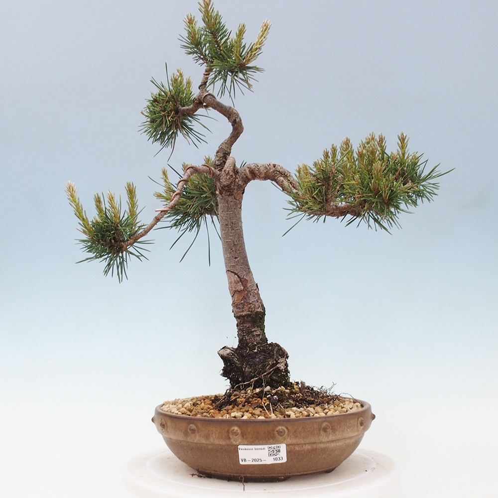 Kültéri bonsai - Pinus Sylvestris Watererri - erdeifenyő