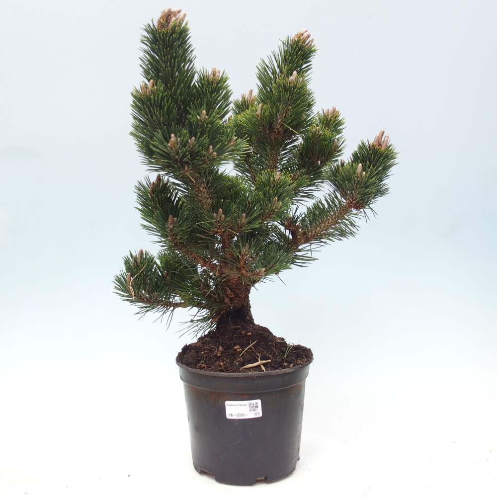 Kültéri bonsai - Pinus thunbergii senjyumaru - Thunberg fenyő