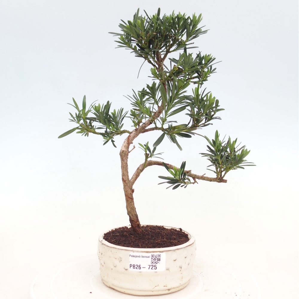 Szobai bonsai - Podocarpus - Kőtiszafa