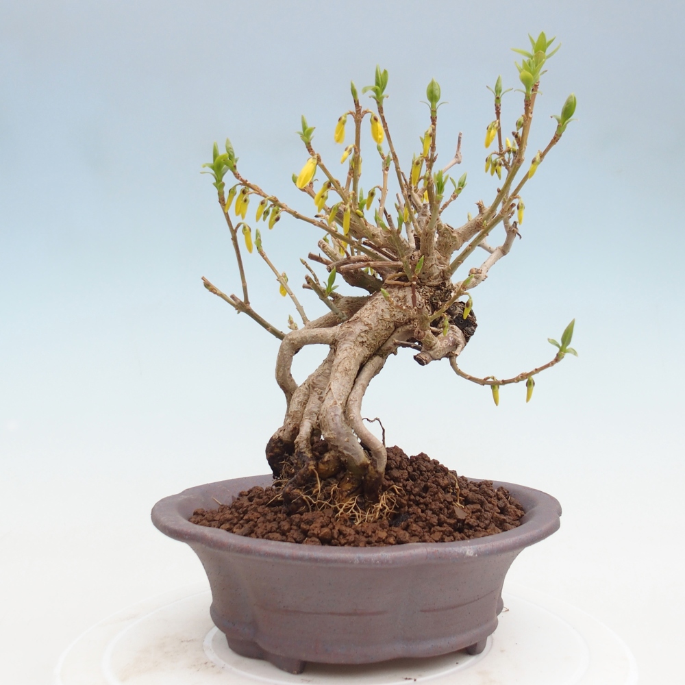 Kültéri bonsai - Zlatice - Forsythia koreana