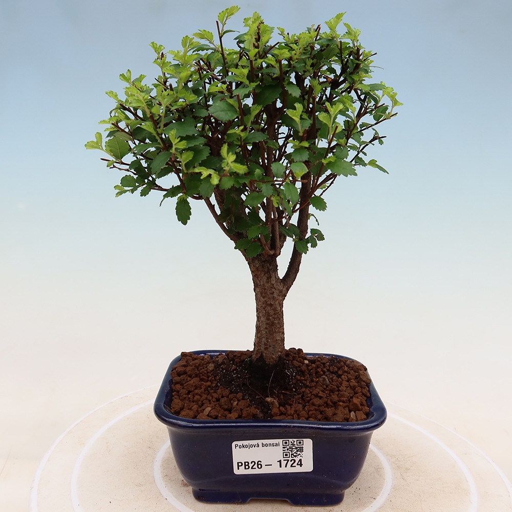 Szobai bonsai - Ulmus parvifolia - Kislevelű szilfa