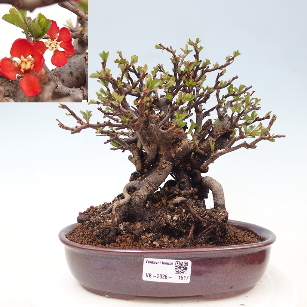 Kültéri bonsai - Chaneomeles speciosa - birs