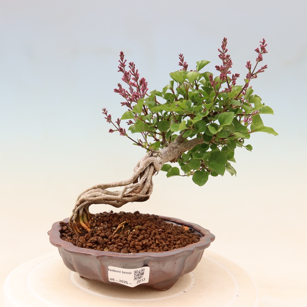 Kültéri bonsai - Syringa microphylla - kisvirágú lila