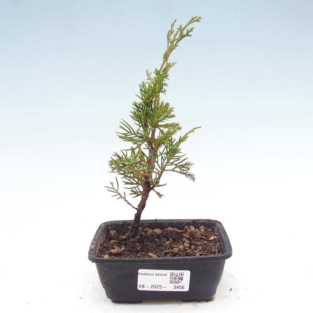 Kültéri bonsai - Juniperus chinensis Itoigawa