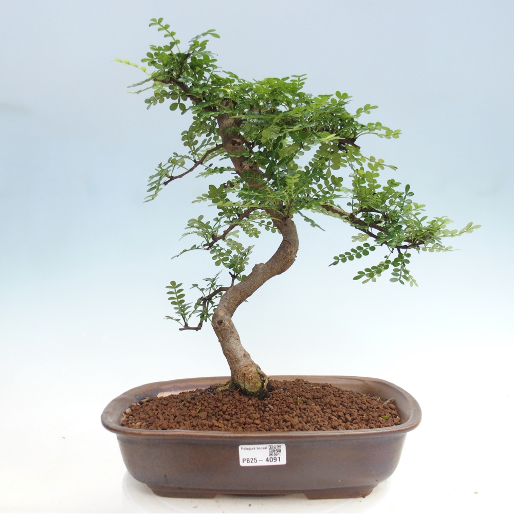 Szobai bonsai - Zantoxylum piperitum - borsfa