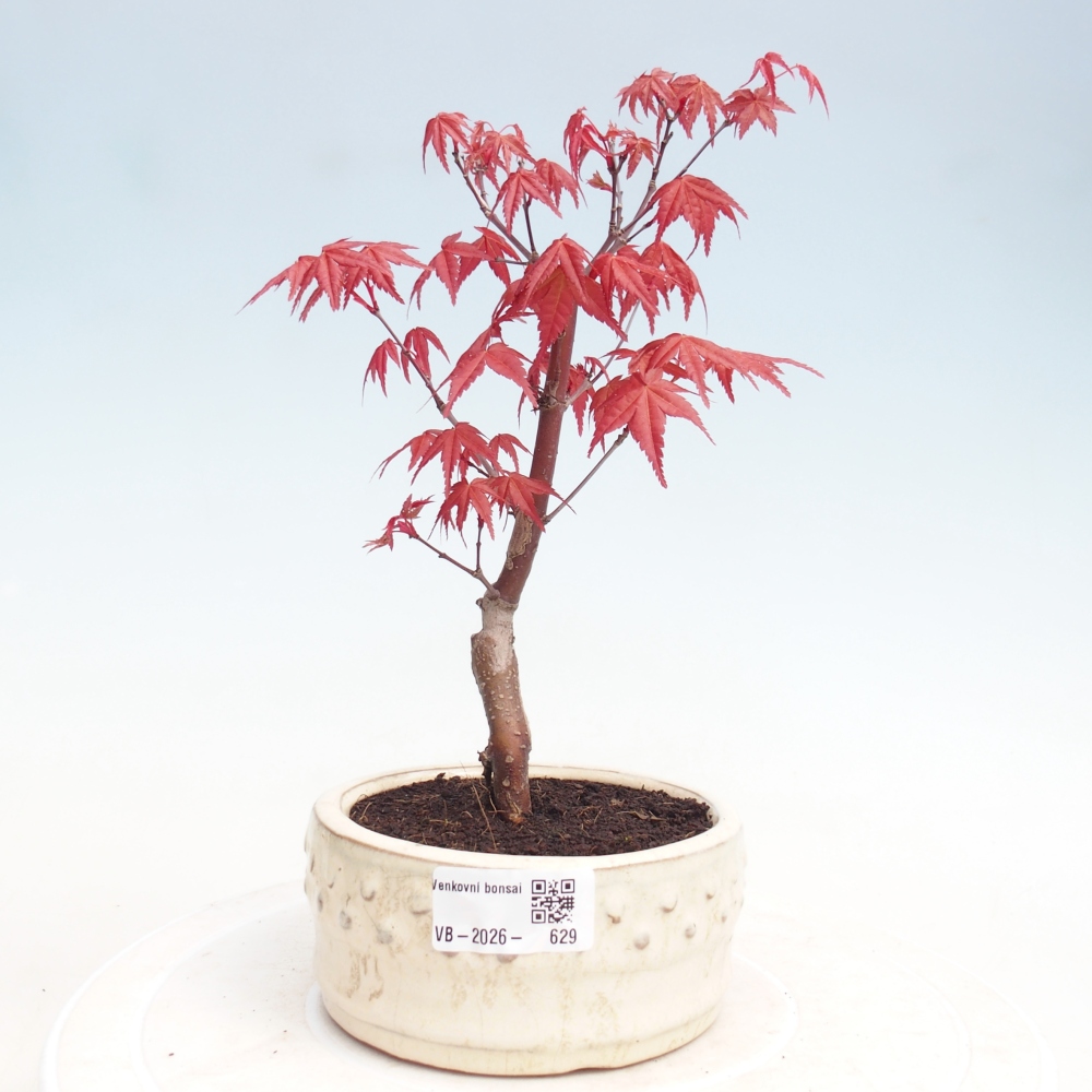 Kültéri bonsai - Acer palmatum DESHOJO