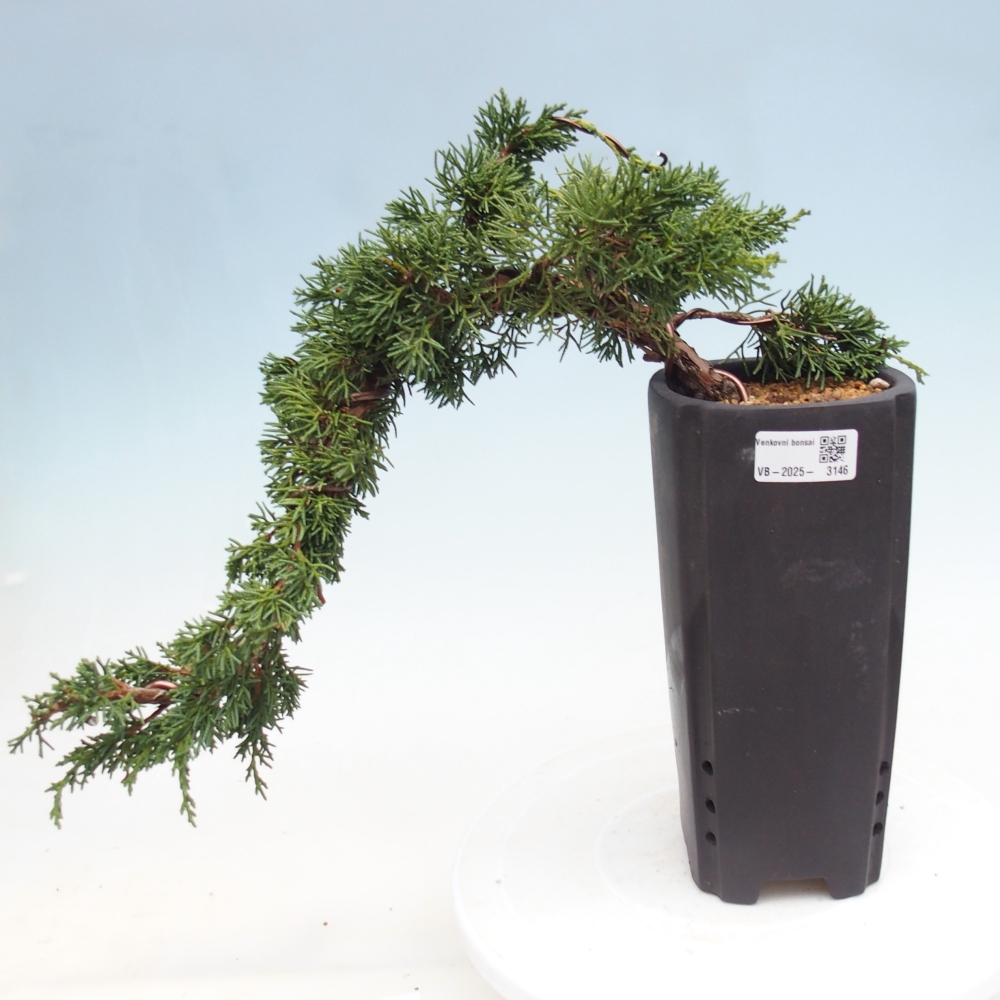 Kültéri bonsai - Juniperus chinensis Kishu