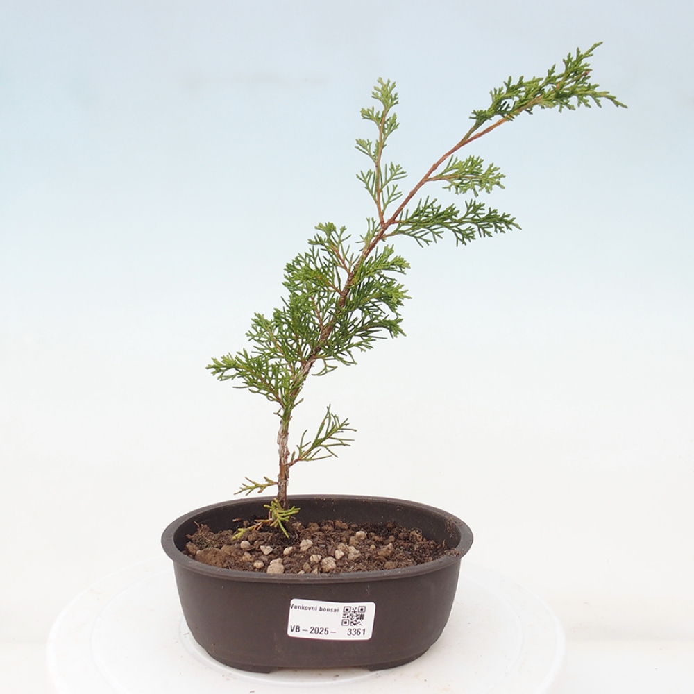 Kültéri bonsai - Juniperus chinensis Itoigawa