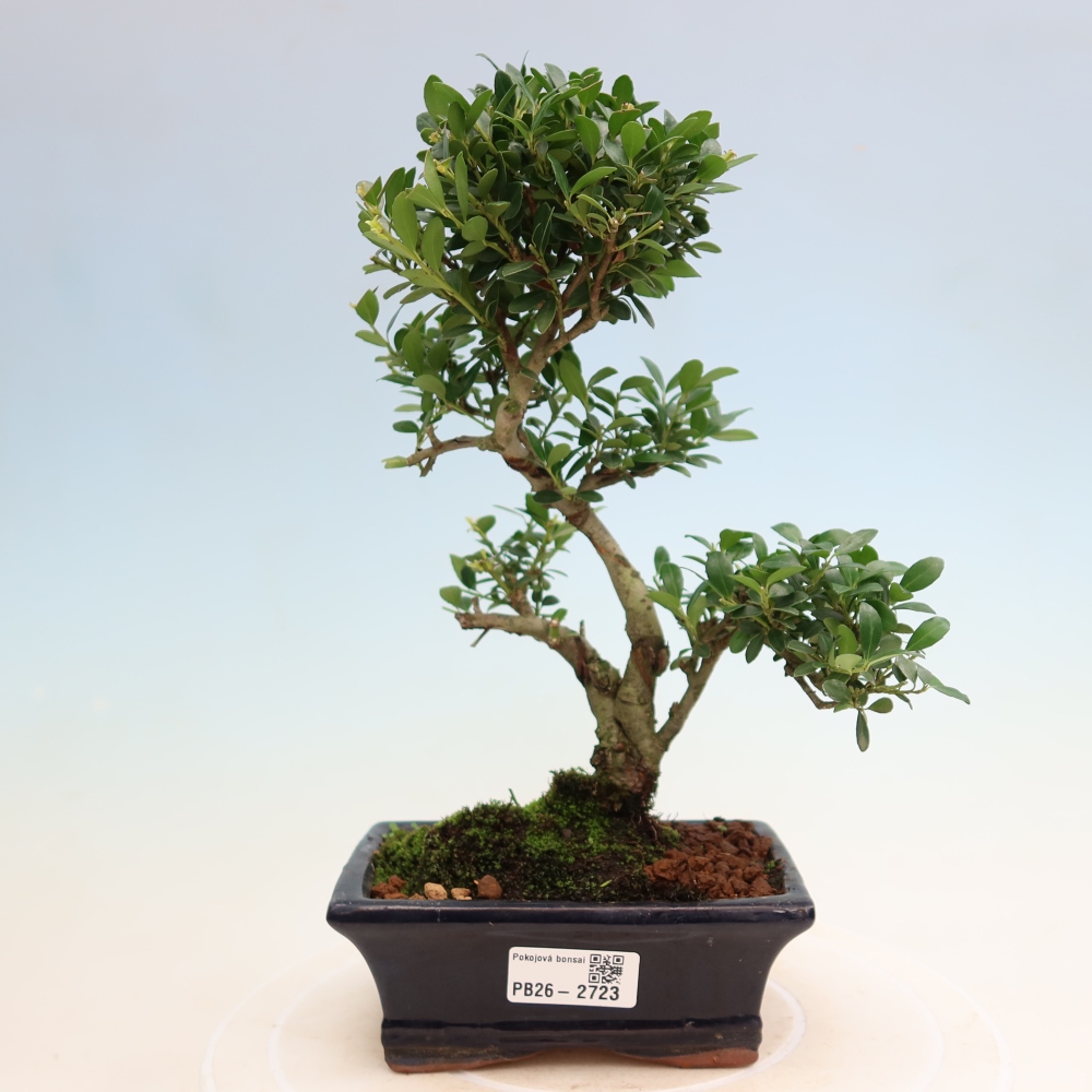 Szobai bonsai - Ilex crenata - Holly