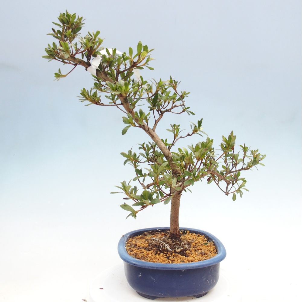 Kültéri bonsai - Japán azálea - Azalea Senhime