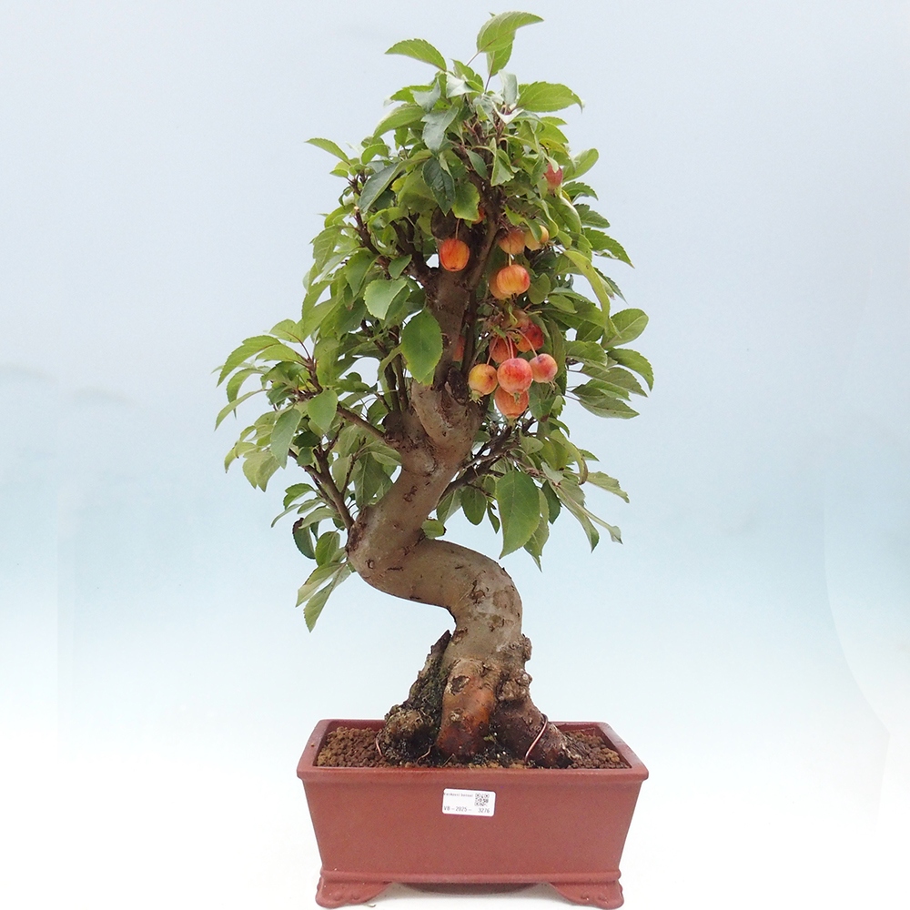 Kültéri bonsai -Malus halliana - Kis gyümölcsű almafa