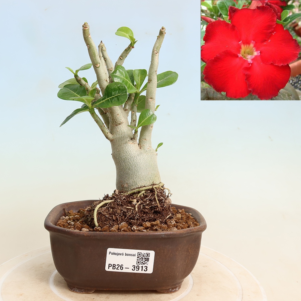 Szobabonsai – Adenium obesum Red Star – Sivatagi rózsa