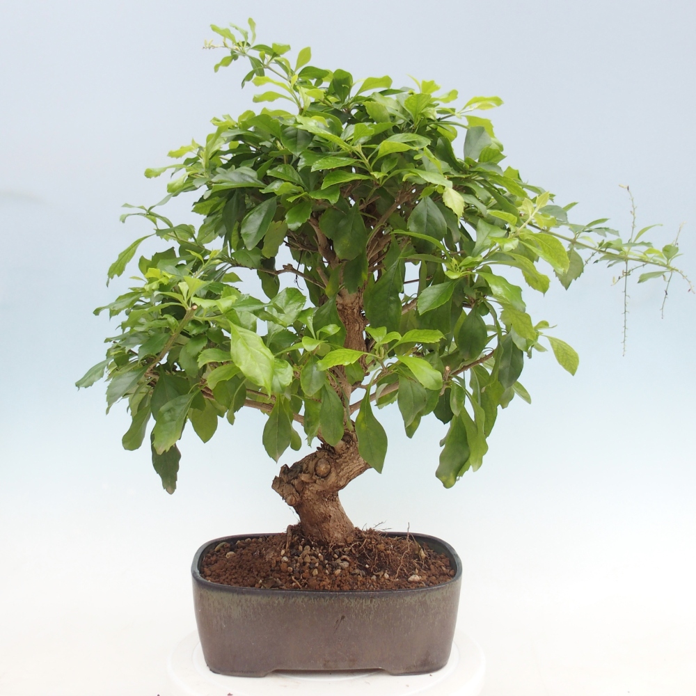 Szobai bonsai - Duranta repens -Duranta