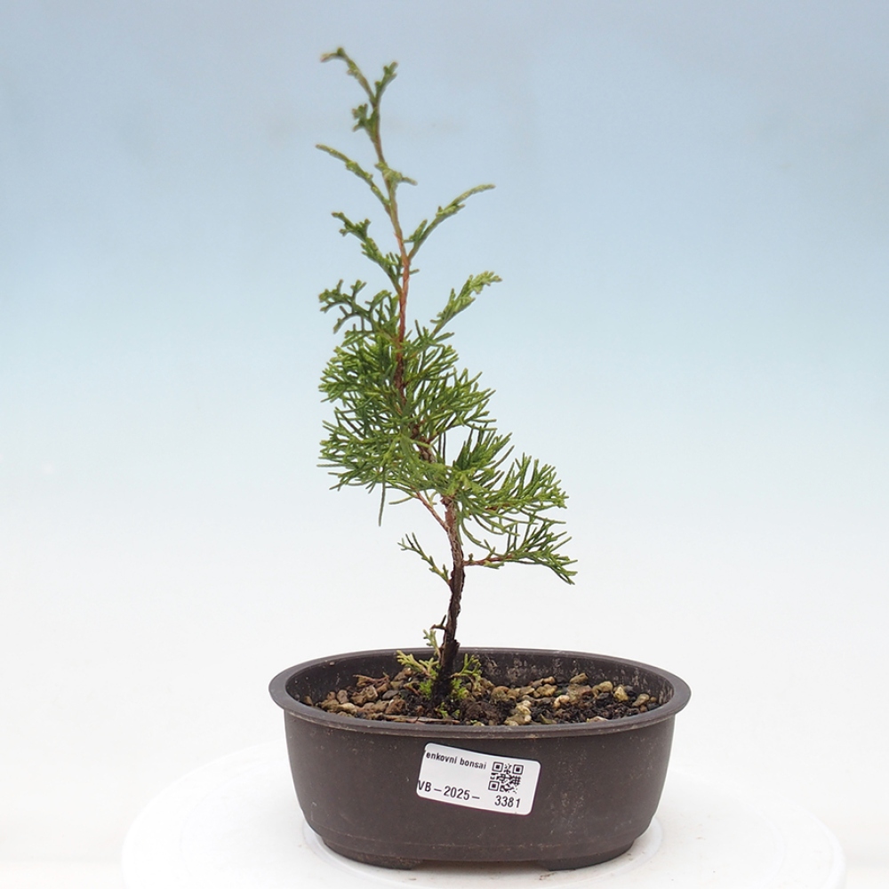 Kültéri bonsai - Juniperus chinensis Itoigawa