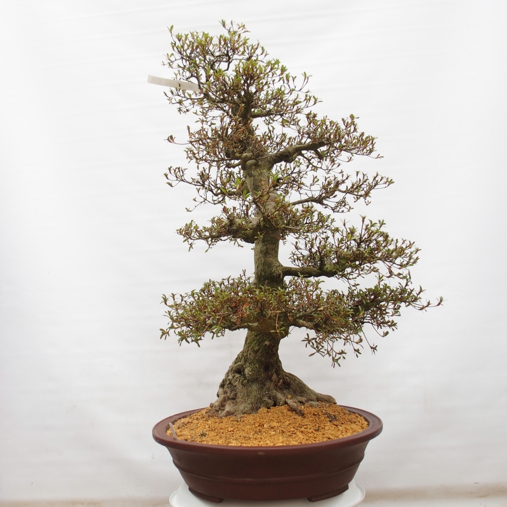 Kültéri bonsai - Japán azálea - Azálea Kinu-no-Hikari