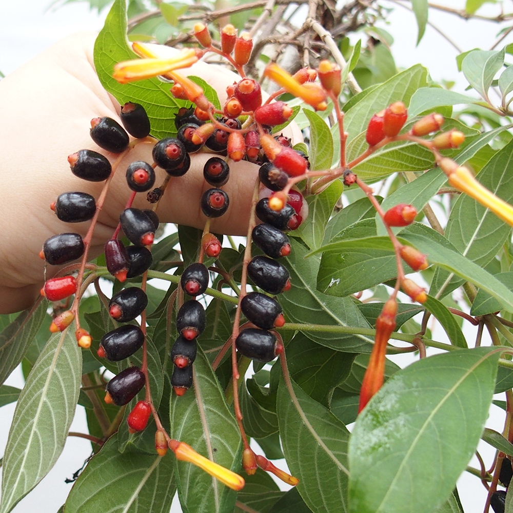 Szoba bonsai - Hamelia patent