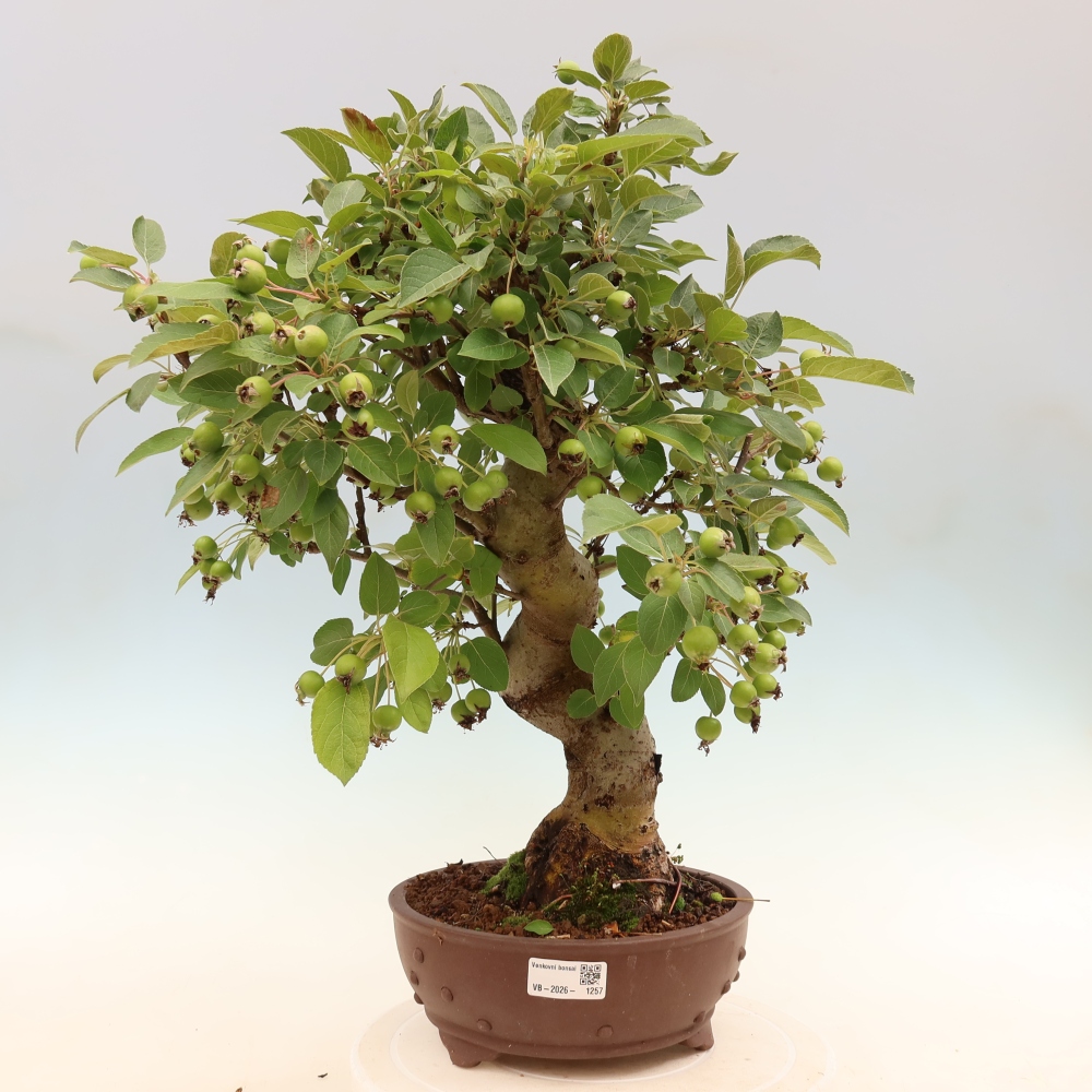 Kültéri bonsai -Malus halliana - Kis gyümölcsű almafa