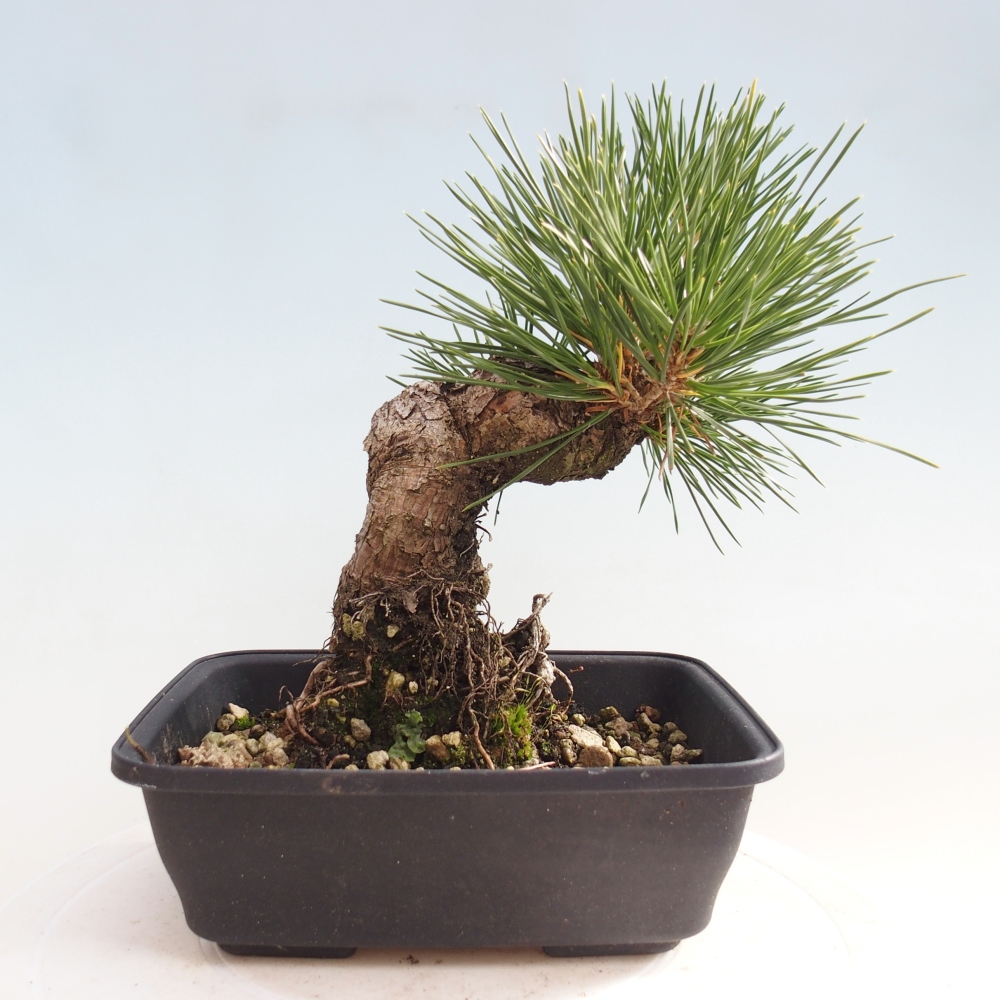 Kültéri bonsai - Pinus thunbergii - Thunberg fenyő