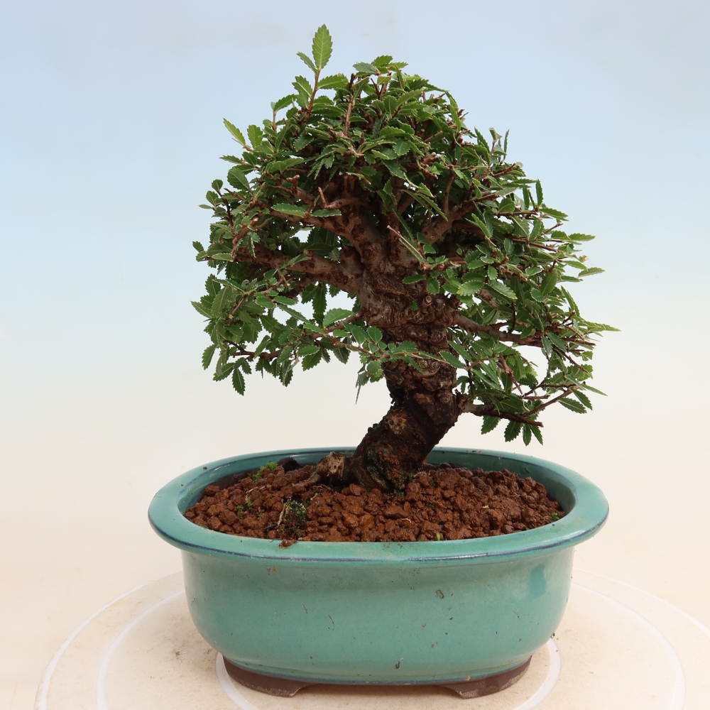 Kültéri bonsai - Zelkova - Zelkova NIRE