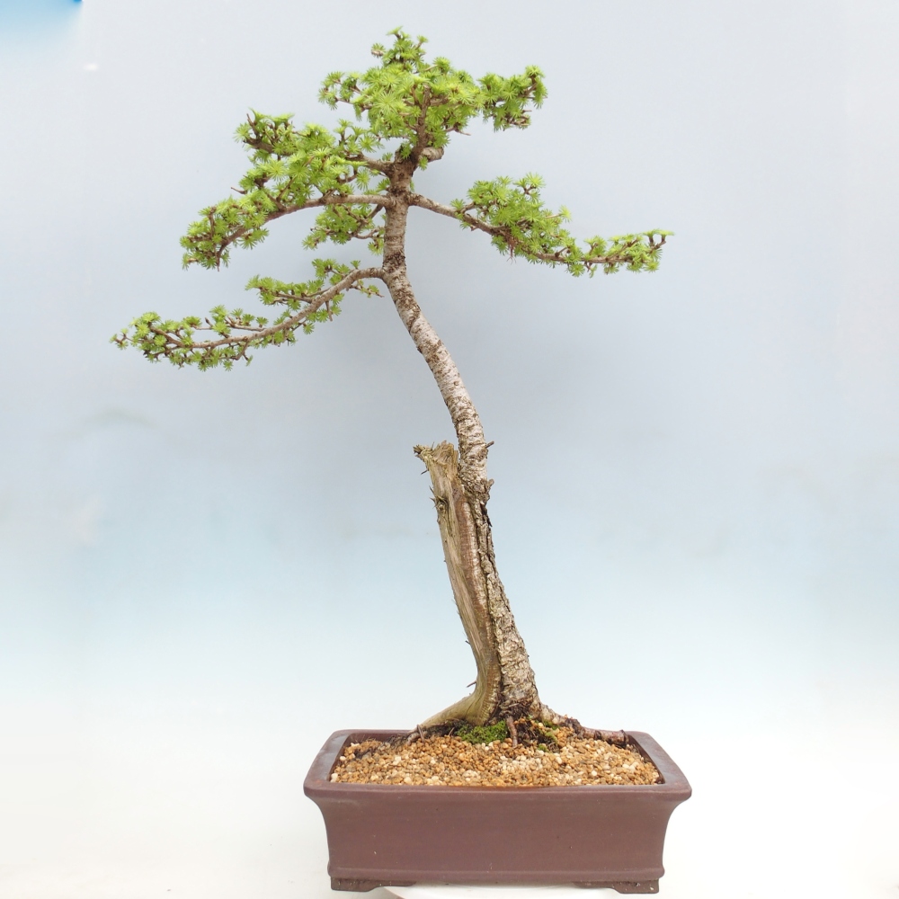 Kültéri bonsai -Larix decidua - vörösfenyő - Csak raklapon szállítható