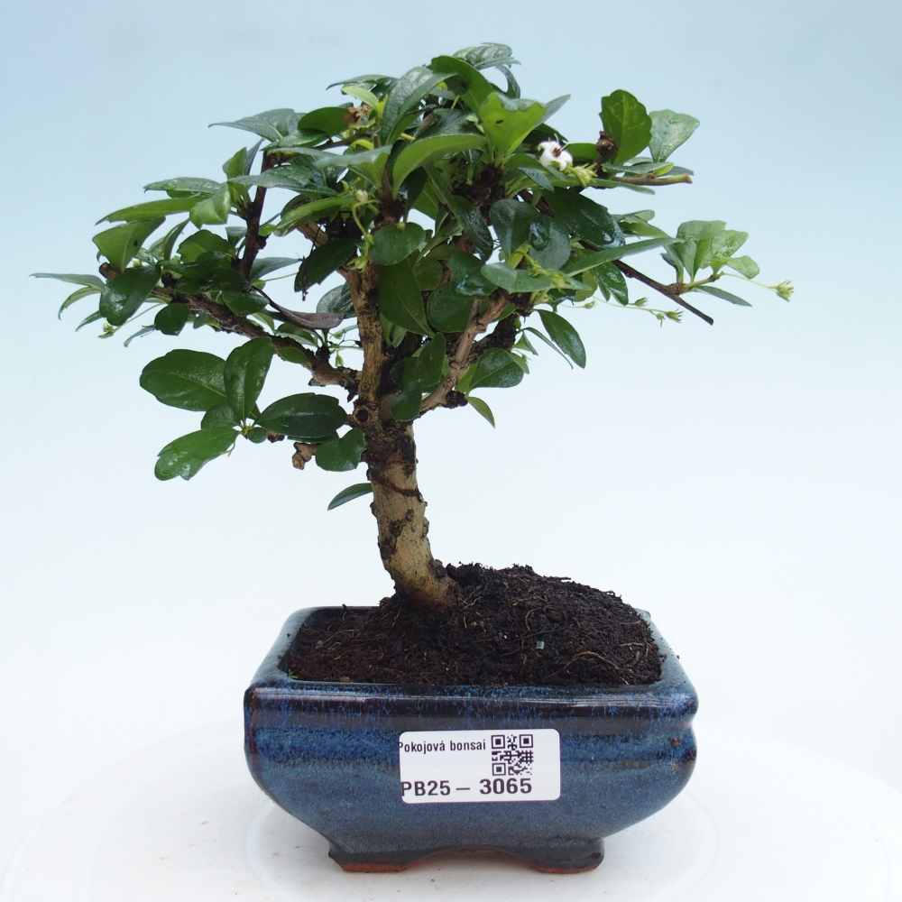 Szobai bonsai - Carmona macrophylla - Tea fuki