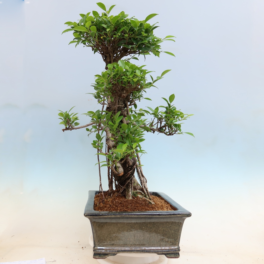 Szobai bonsai - Ficus kimmen - kislevelű fikusz