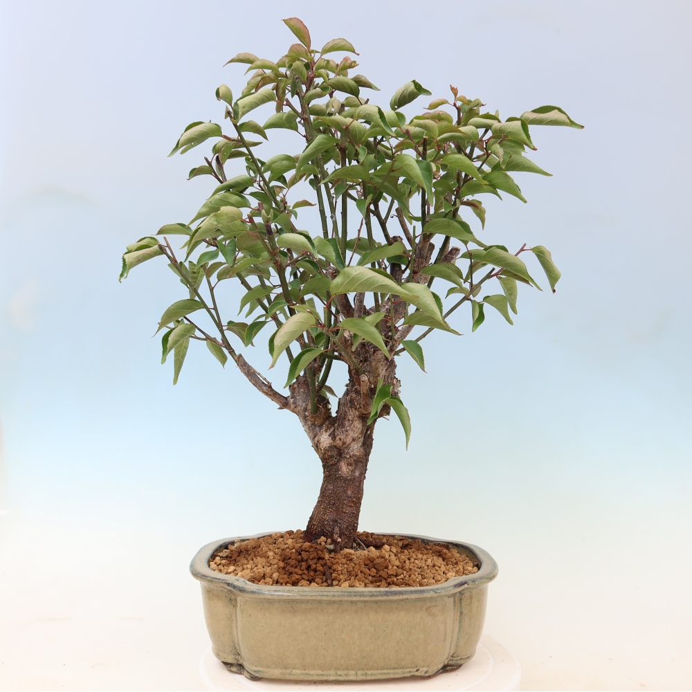 Kültéri bonsai – Japán barack – Prunus Mume