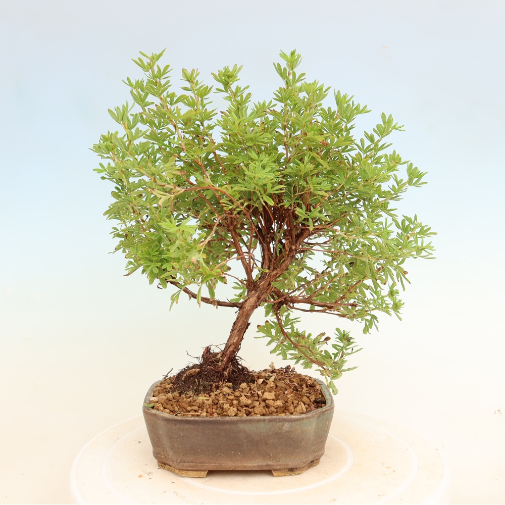 Kültéri bonsai – Cserjés potentilla – Potentilla fruticosa Bellissima