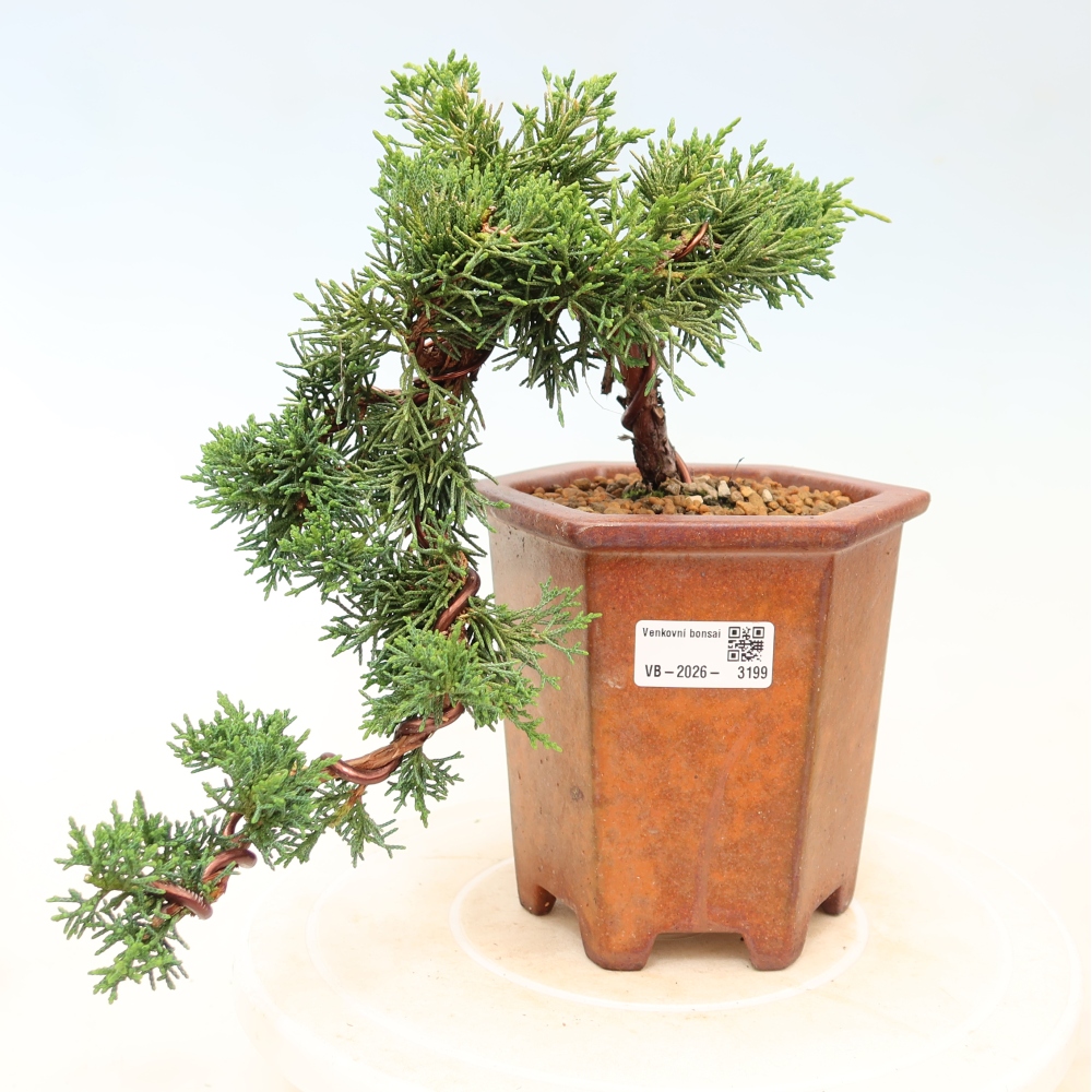 Kültéri bonsai - Juniperus chinensis Kishu