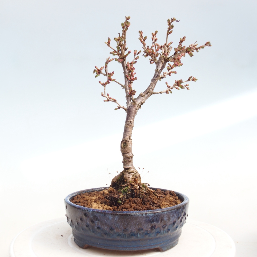 Kültéri bonsai - Prunus incisa Kojou-no mai-Plivon kivágva