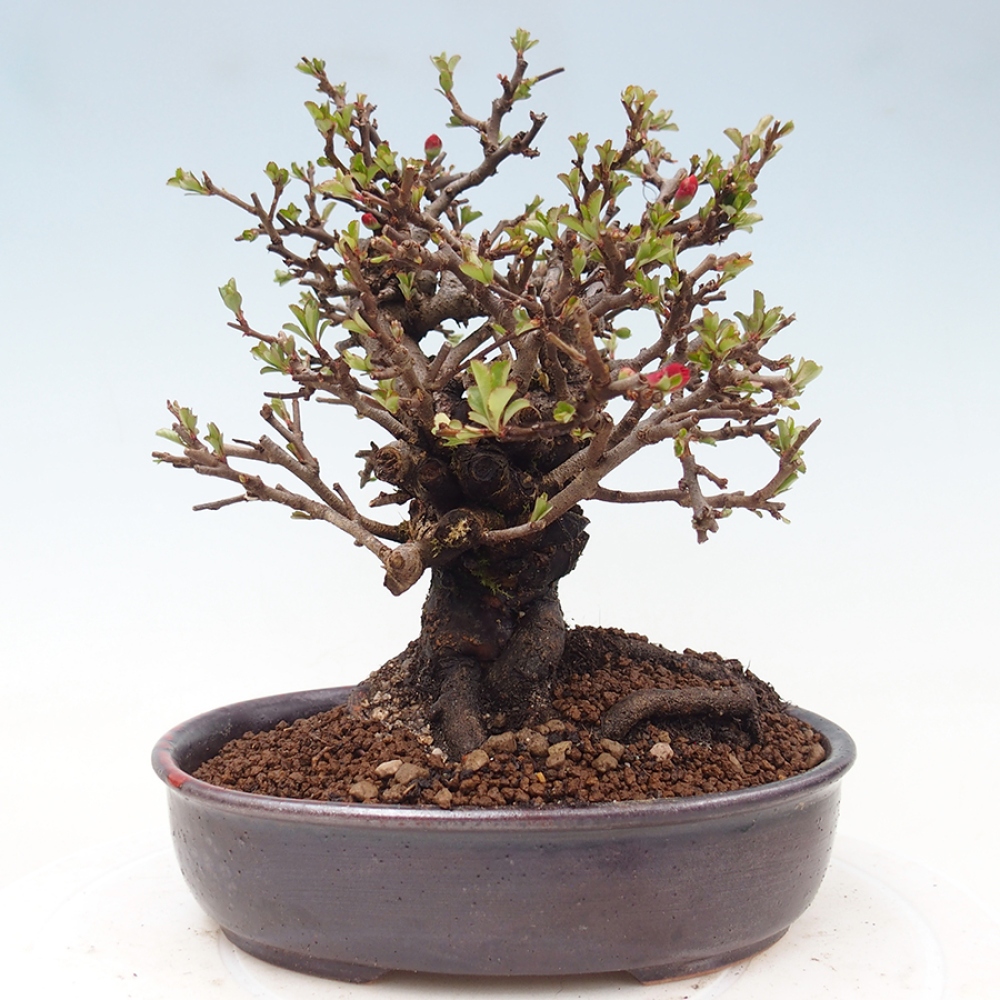 Kültéri bonsai - Chaneomeles speciosa - birs