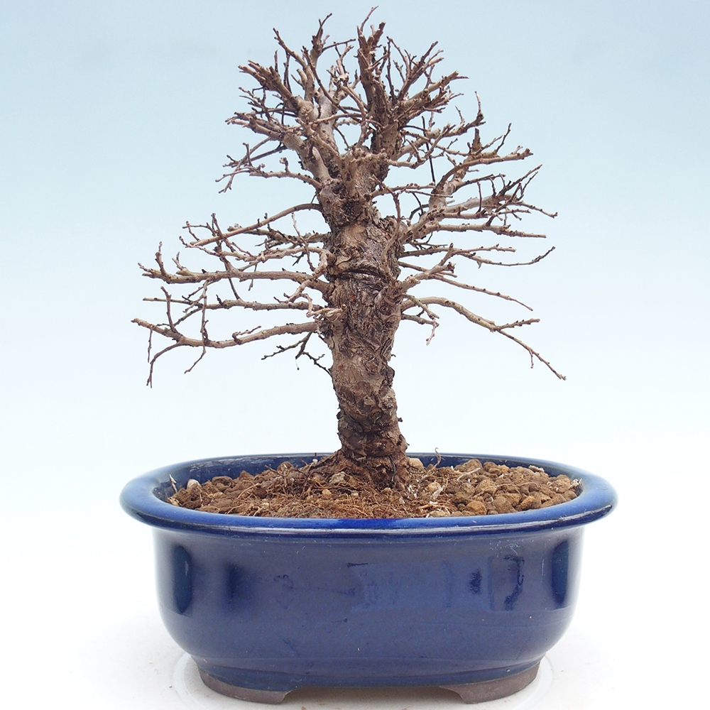 Kültéri bonsai - Zelkova - Zelkova NIRE