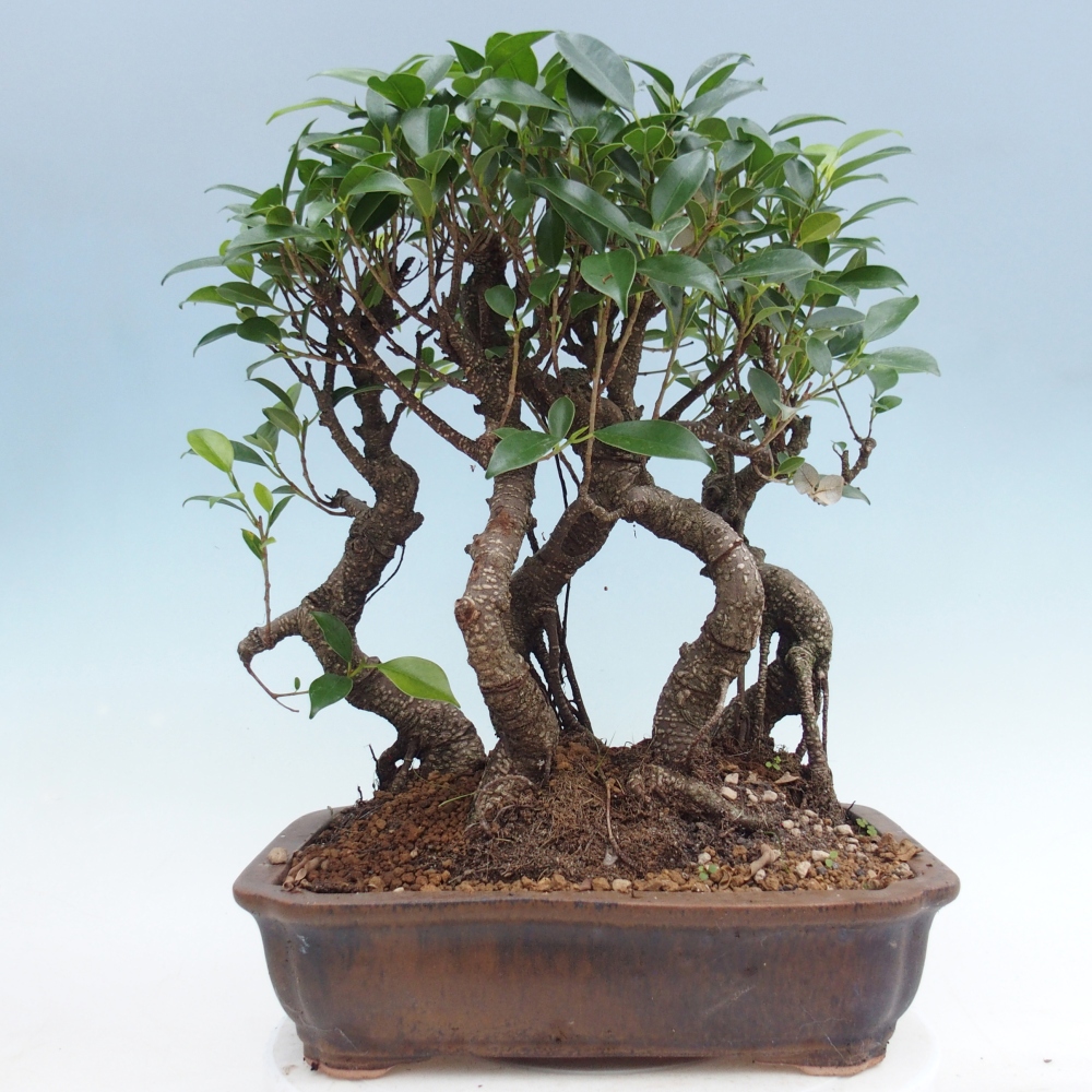 Szobai bonsai - Ficus kimmen - kislevelű fikusz