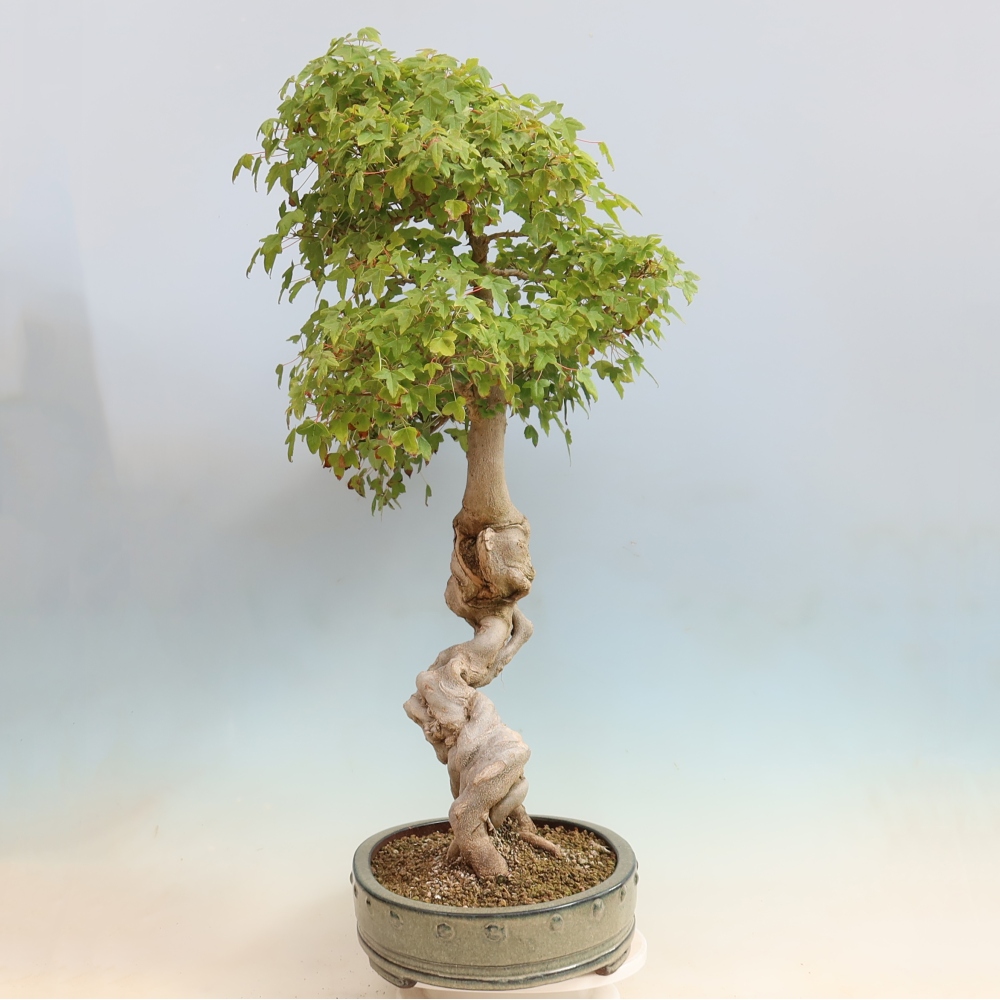 Kültéri bonsai - Acer Buergerianum - Burger juhar