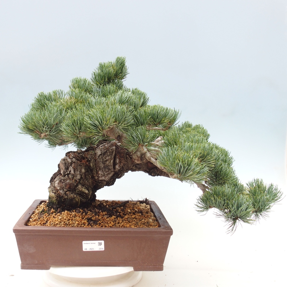 Kültéri bonsai - Pinus parviflora - Pinus parviflora