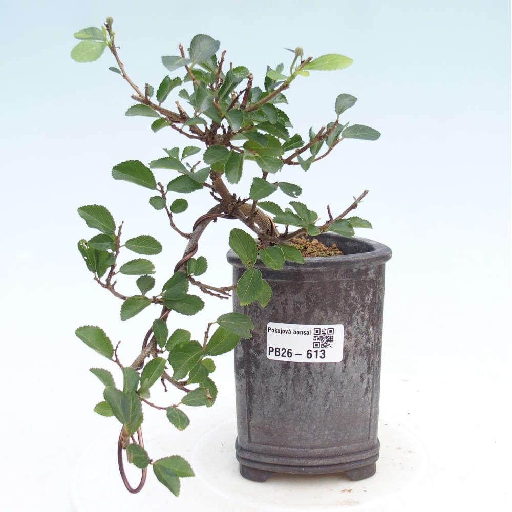 Beltéri bonsai - Grewia occidentalis - Levendula csillaghal