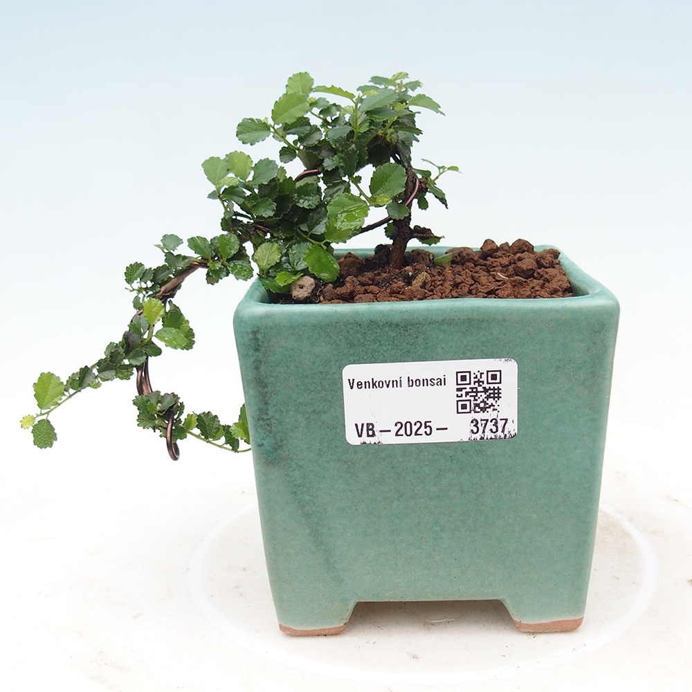 Szobai bonsai - Grewia sp. - Grewia malafolia