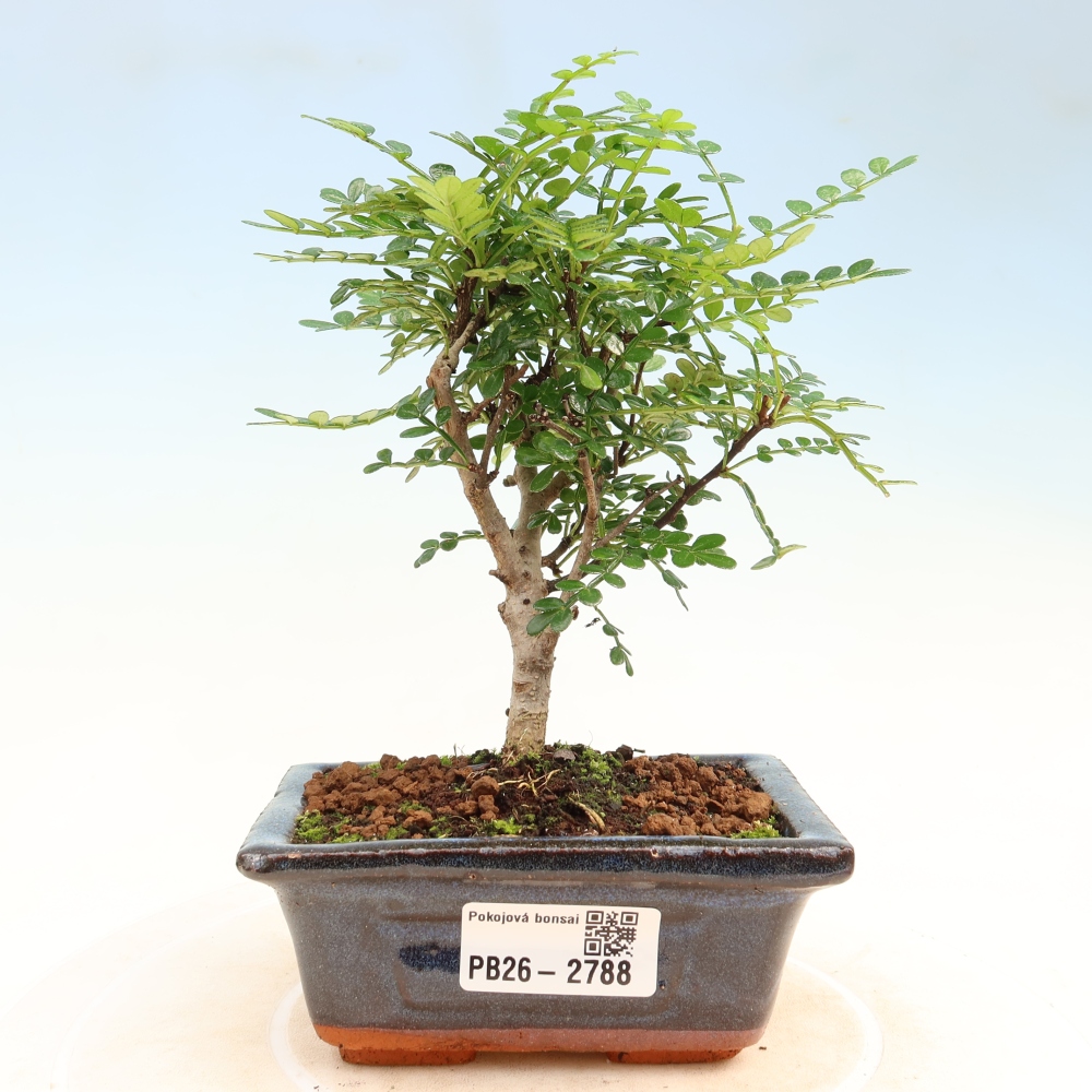 Szobai bonsai - Zantoxylum piperitum - borsfa