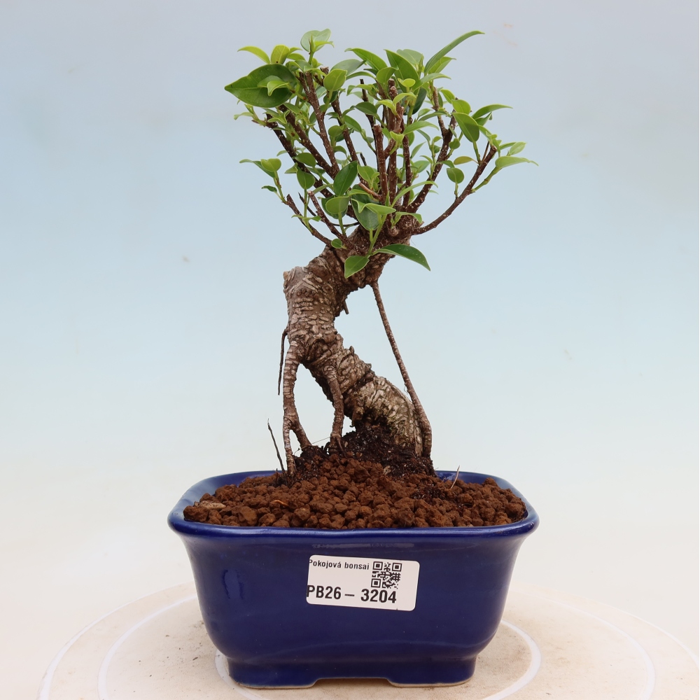 Szobai bonsai - Ficus kimmen - kislevelű fikusz
