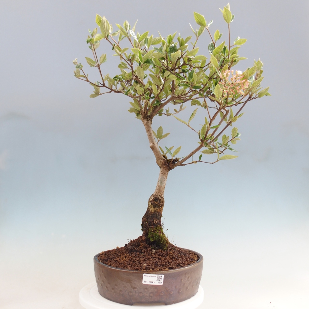 Kültéri bonsai-Kalina Bodnanská - Viburum carlesii hemsi