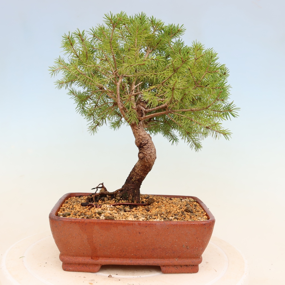 Kültéri bonsai - lucfenyő - Picea glauca globe