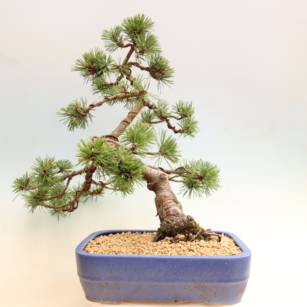 Kültéri bonsai – Pinus mugo Humpy – törpefenyő